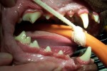 After Dental Healthier mouth after dental cleaning