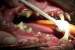 Before Dental Mouth before dental cleaning