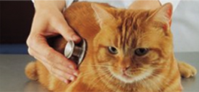 Routine & Miscellaneous Procedures