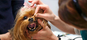 oralprocedures