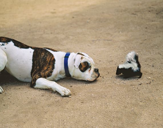 Oakland Animal Hospital