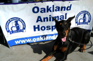 Bark for Life